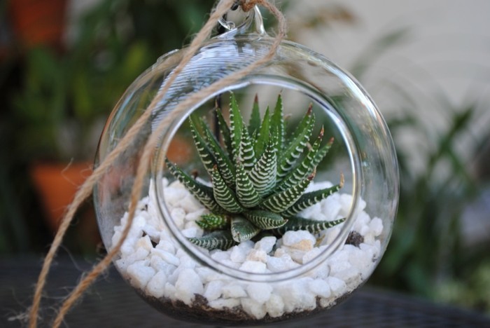 succulentes en verre décoration élégante
