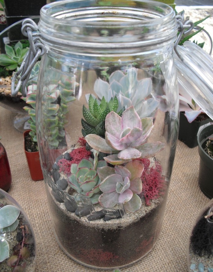 succulentes en verre terrarium décoration