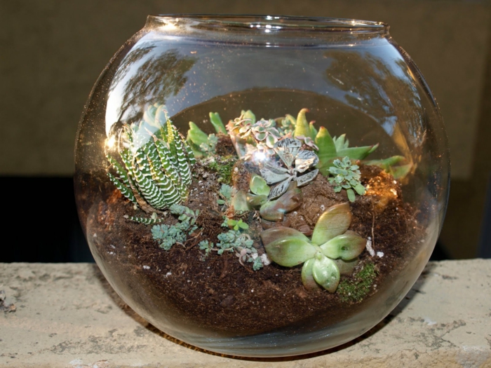 succulentes dans les idées de terrarium de verre a échoué