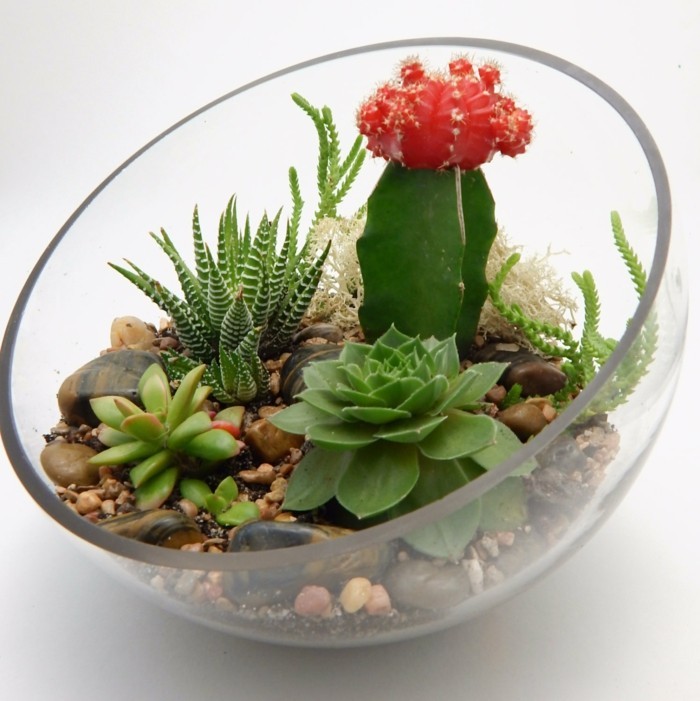 succulentes dans les pierres de terrarium de verre