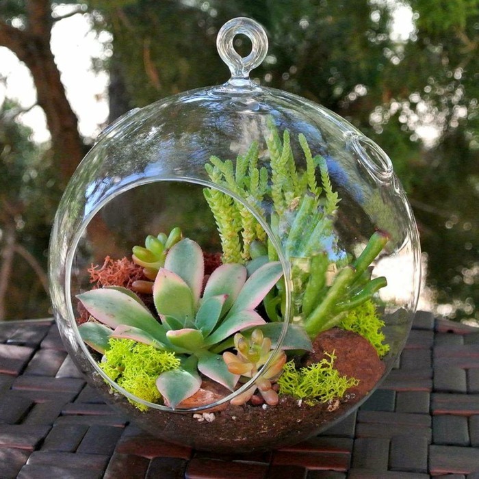 organiser des plantes succulentes en verre terraruim