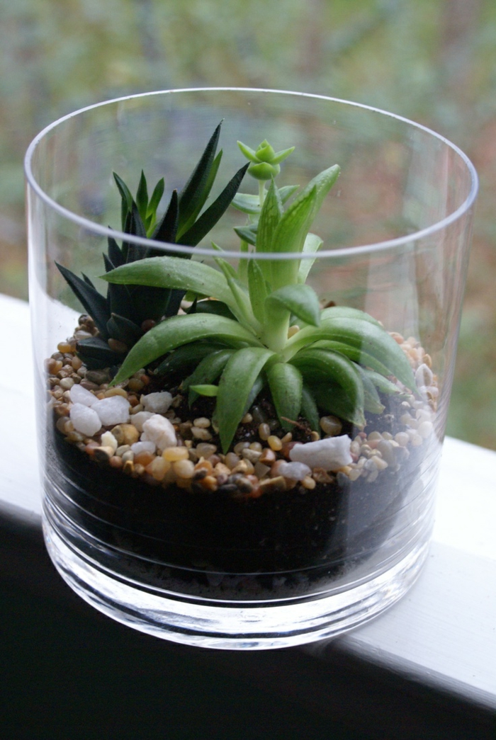 suculents φυτά εσωτερικού χώρου διακόσμηση παράθυρο diy terrarium