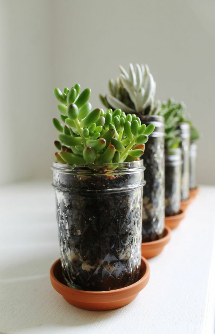 succulentes plantes d'intérieur bocaux en verre