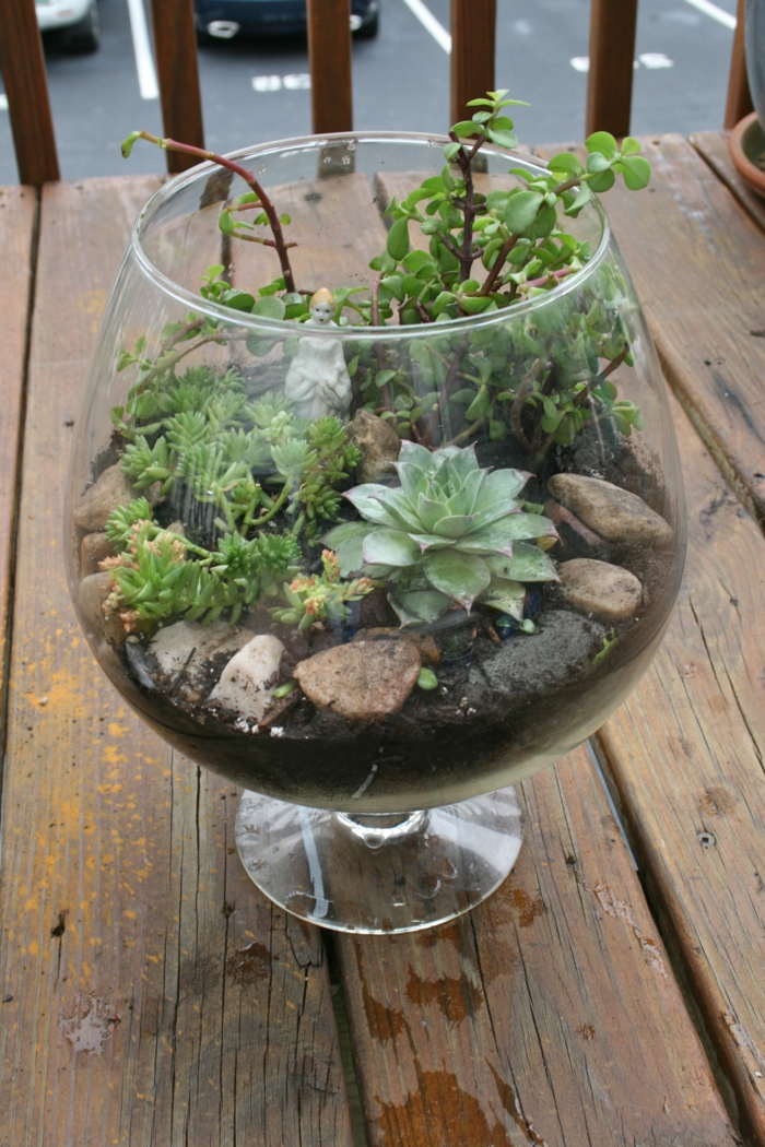 succulentes plantes d'intérieur terrarium pierres verre