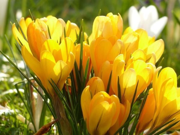 رمزية زهور صفراء كروسس النبات