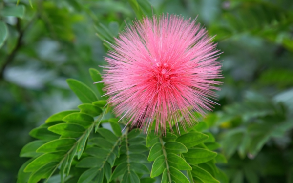символика цветя мимоза розови растения градина