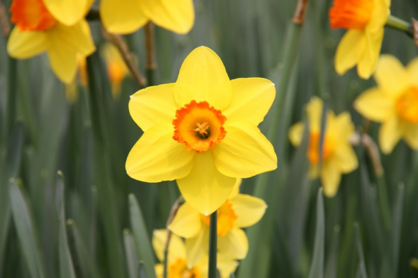συμβολισμός λουλούδια daffodils κίτρινο