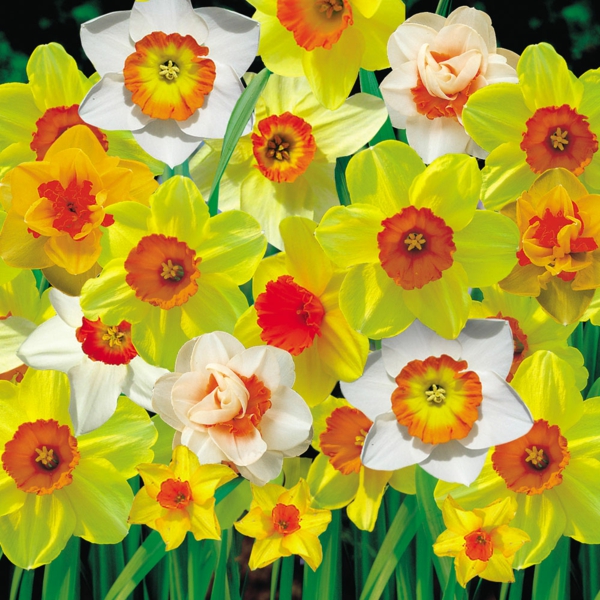 συμβολισμός λουλούδια daffodils μικτή eitelkieit