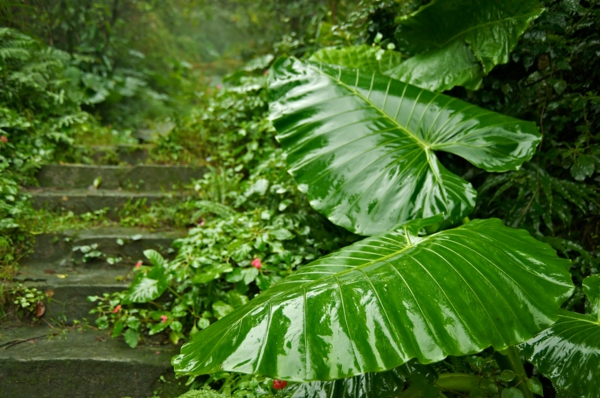 taro plante oprindeligt fra troperne
