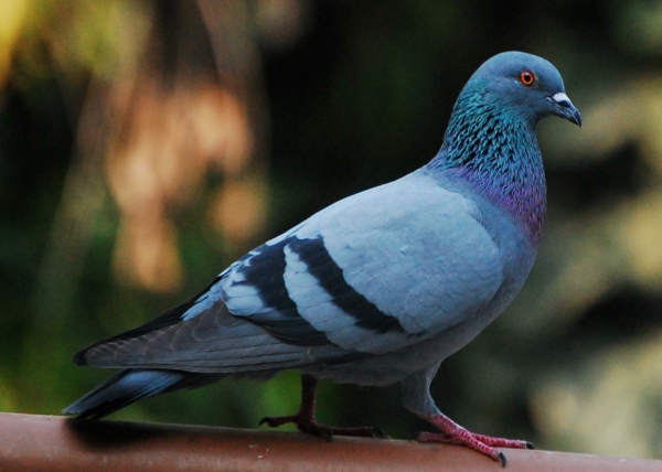 Pigeon Pigeon Blue inspiración de la naturaleza