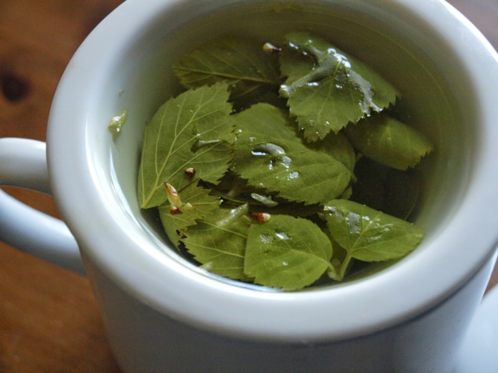 茶健康桦木茶准备草本健康食品
