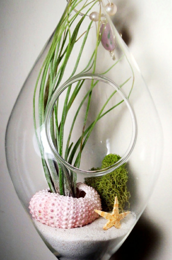 玻璃容器植物玻璃容器与开放美人鱼青苔一起被环绕