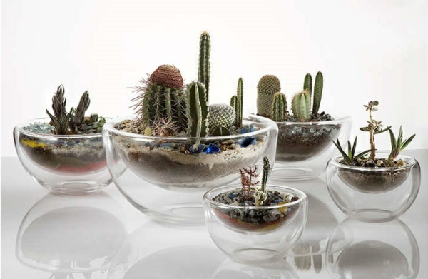 terrarium planter kaktus terrarium selvbygger innendørs planter lett å ta vare på
