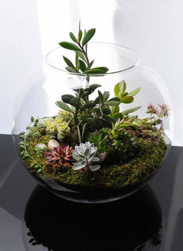 玻璃容器植物苔藓玻璃容器玻璃容器本身构建室内植物
