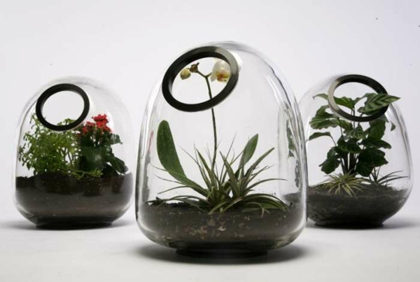 水晶球植物玻璃容器本身使室内植物诱饵