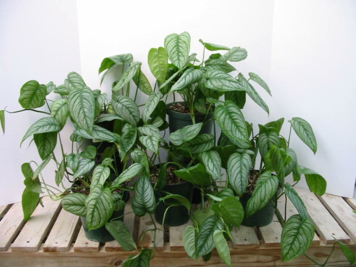 terrasse design ideer deco planter plante skygge-elskende philodendrons