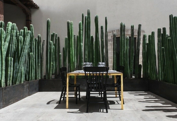 terassi yksityisyys eloisa ilmava kaktus ruokapöytä tuolit