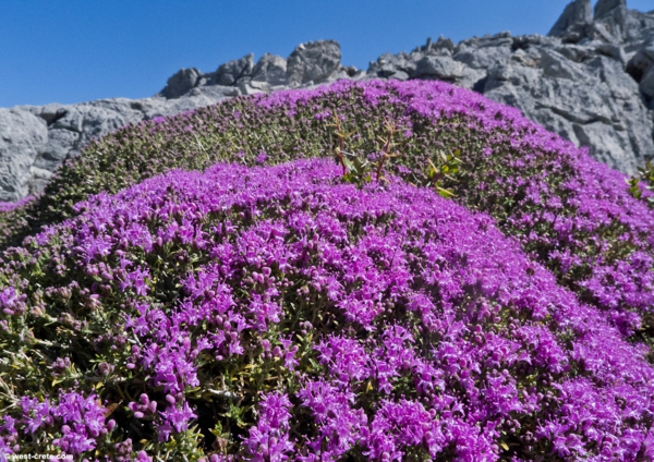tomillo cuidado montañas planta púrpura