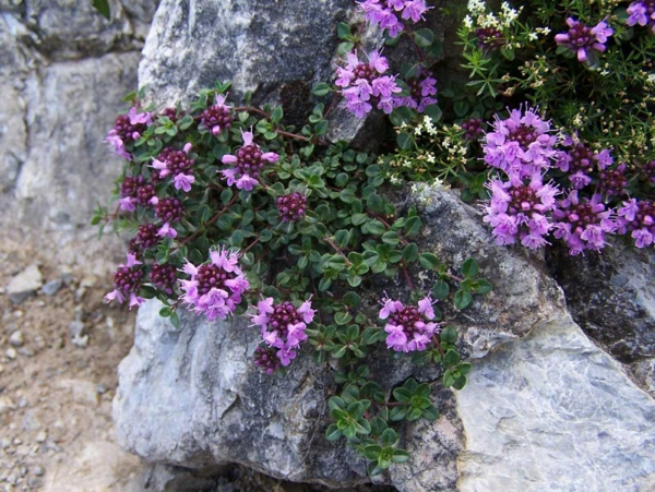 thyme care flowering plant