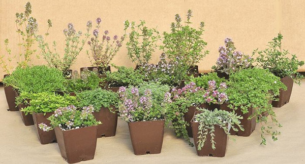 thyme care different varieties