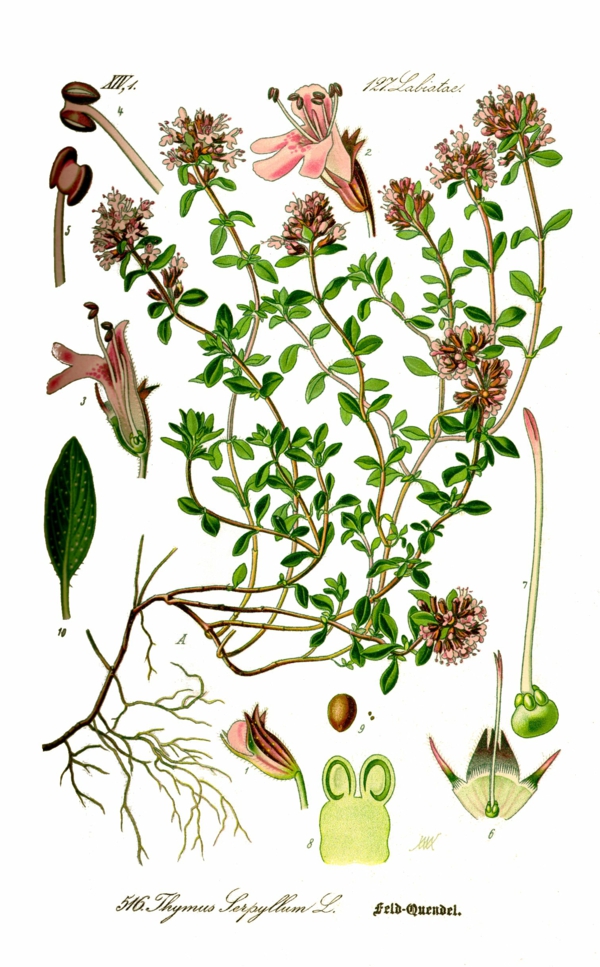 thyme care effect botanical drawing