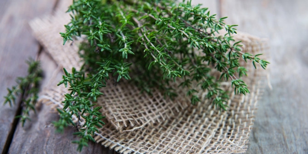 thyme care effect freshly picked