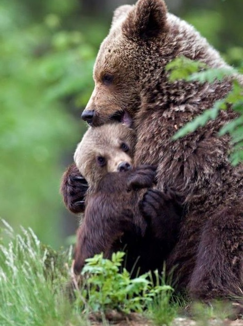 φωτογραφίες ζώων μια αγκαλιά αρκούδα