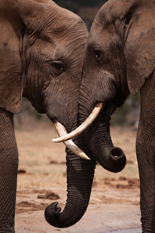 φωτογραφίες φιλίας ελέφαντα ζώων