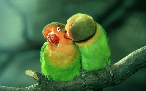 φωτογραφίες ζώων πράσινο παπαγάλοι