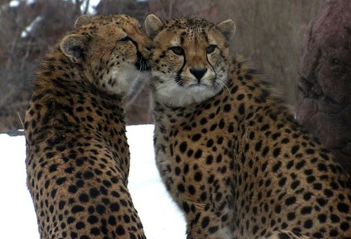 φωτογραφίες ζώων λεοπάρδαλη στο δάσος