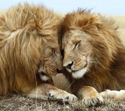 φωτογραφίες ζώων φιλία με λιοντάρια