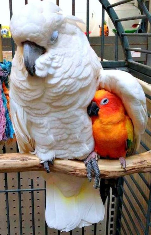φωτογραφίες ζώων παπαγάλοι coziness