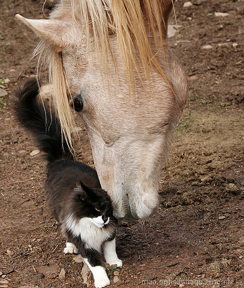 φωτογραφίες ζώων άλογο και γάτα