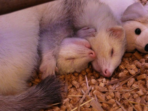 φωτογραφίες ζώων που κοιμούνται κουνάβια
