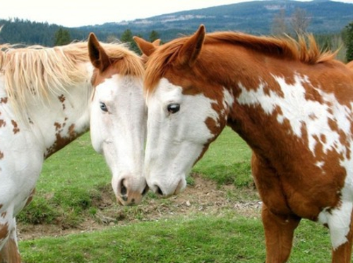 φωτογραφίες ζώων δύο άλογα ευγενών σημείων