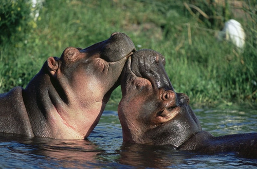 φωτογραφίες ζώων δύο χαρούμενοι ιπποπόταμοι