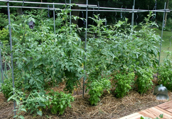 حديقة نباتات الطماطم البستنة تصميم الحديقة