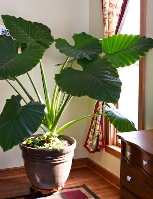 o plantă de ureche cu elefant în formă de plante