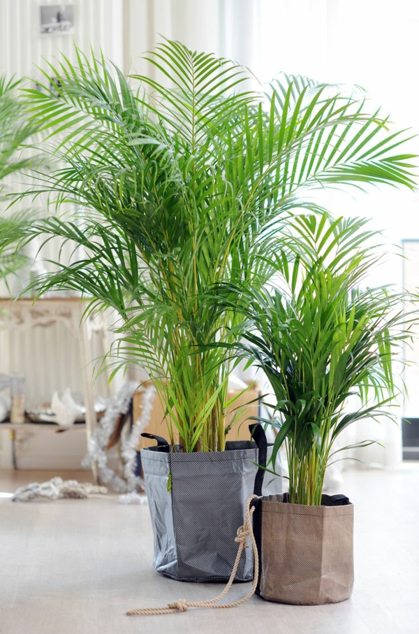 potplanten palmbomen soorten goudfruit palmverzorging