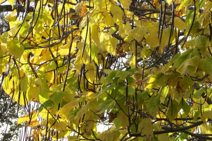 тромпет дърво жълта листа на есента