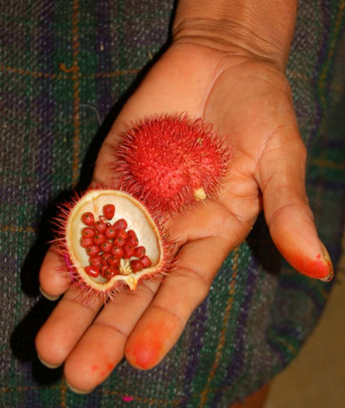 tropiske frugter annatto achote
