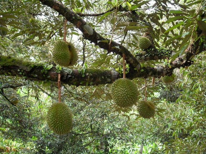 tropiske frugter durian stink frugt