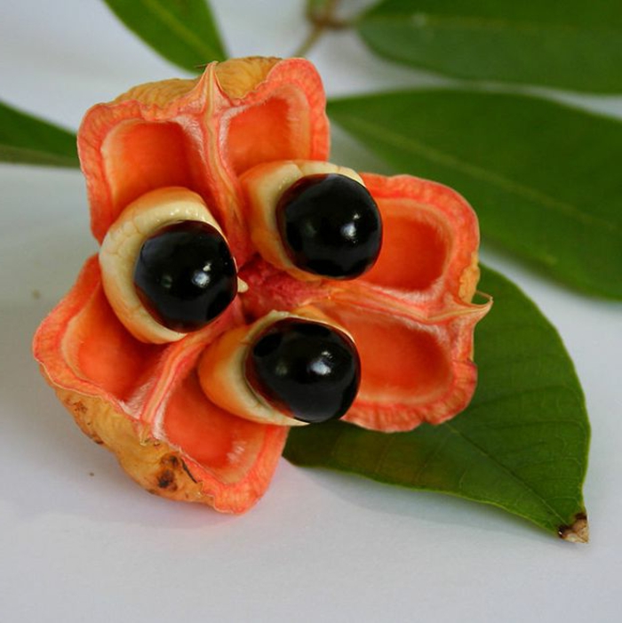 tropiske frugter guarana energi frugt