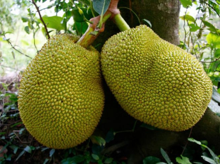 eksotisk frugt jackfruit