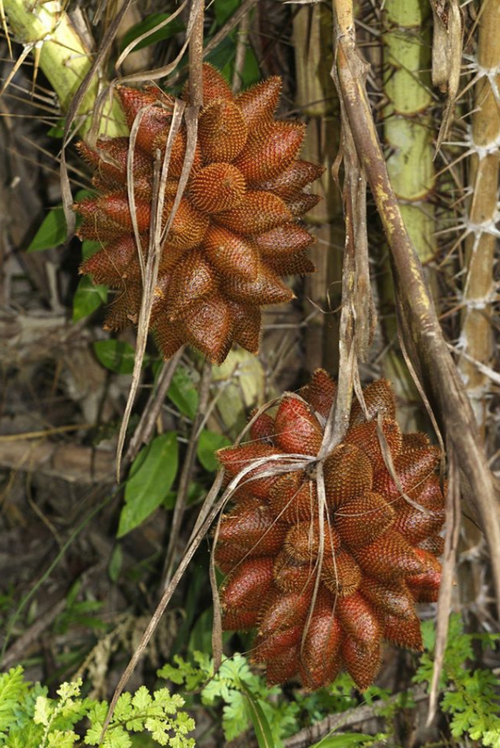 tropiske frugter salak frugt salakpalme