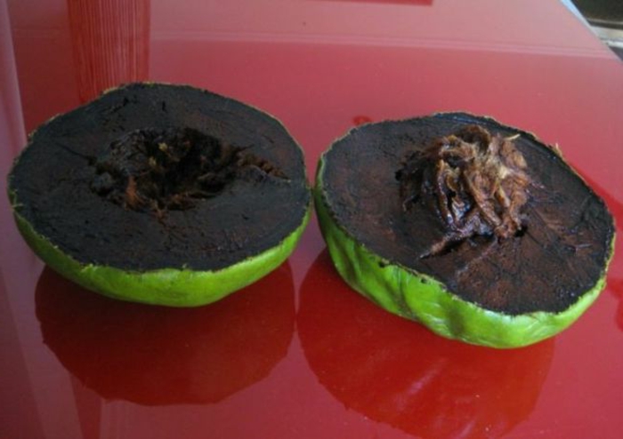 tropiske frugter sort sapot chokolade æbletræ