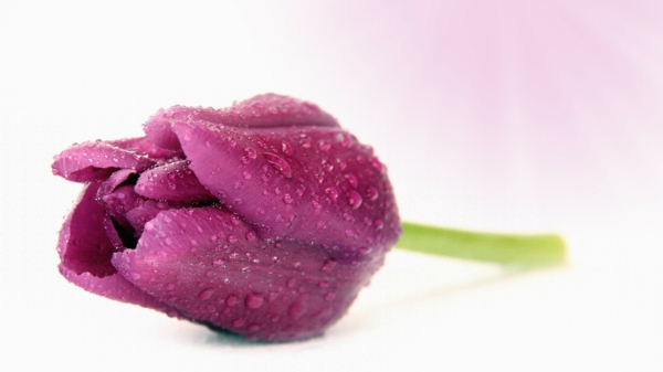 лале от лилаво градинско растение за дъждовна вода