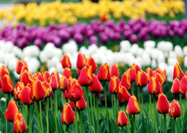 tulips pictures colorful istanbul emirgan park