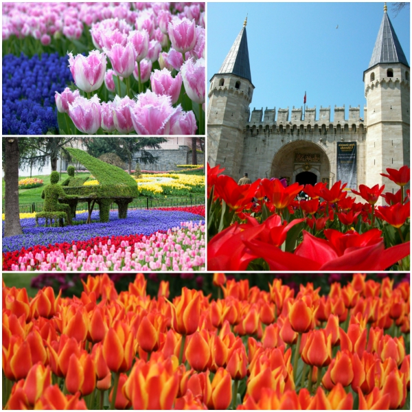 tulpen foto's kleurrijke istanbul emirgan park