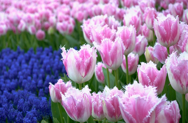 tulipaner billeder pink delikat istanbul emirgan park